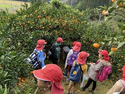 みかん狩り②