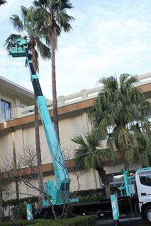 ワシントンヤシ枯葉撤去