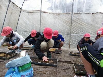 種まきのようす