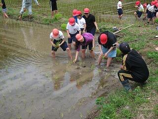 田植えのようす