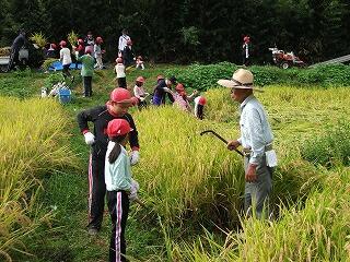 稲刈りのようす