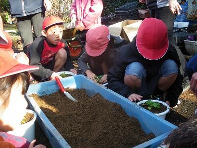 花を植えているようす