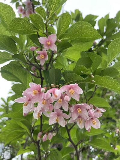 なんという花でしょう？