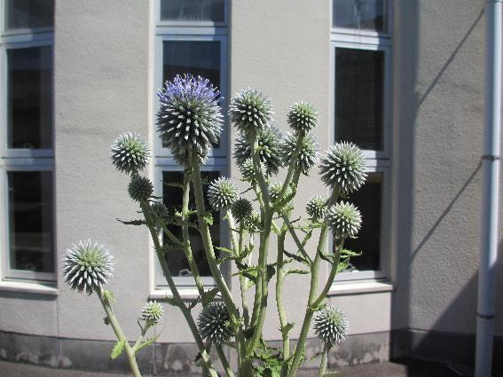 ヒゴタイの花 ヒゴタイの花