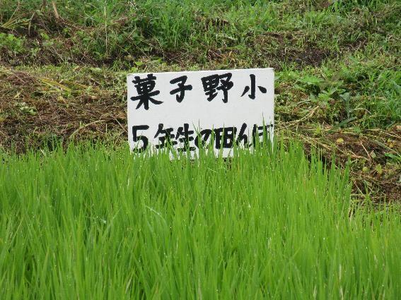 菓子野小の田んぼ
