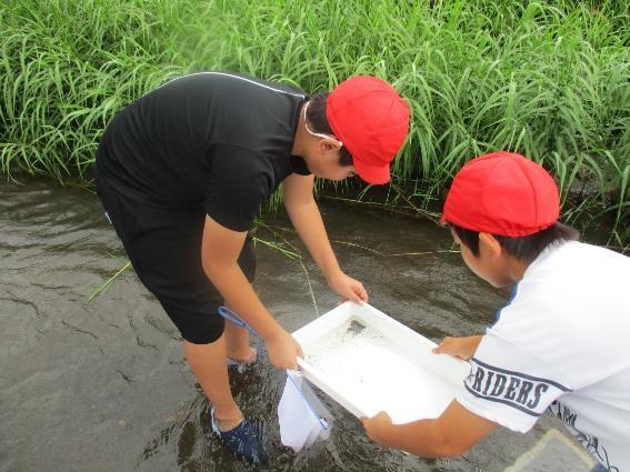 水辺調査1 水辺調査1