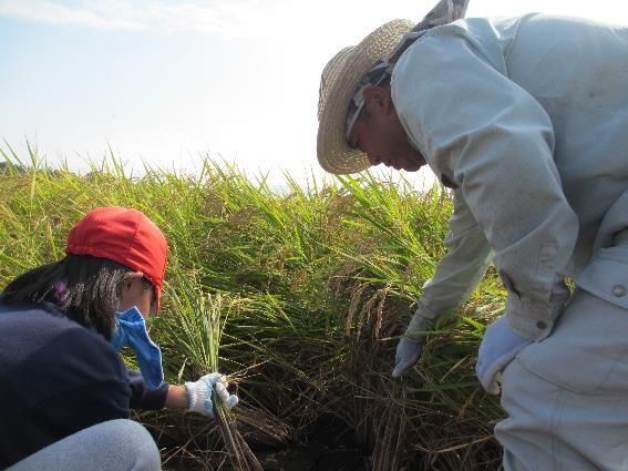 稲刈り体験
