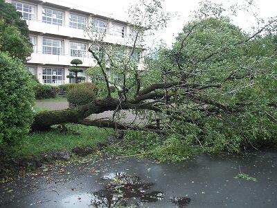 ナツメ01 ナツメ01