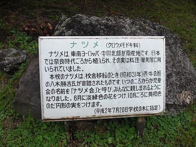 ナツメ02 ナツメ02