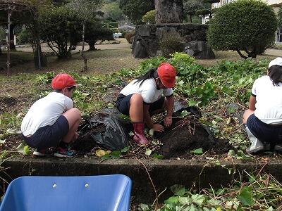 芋の収穫01 芋の収穫01