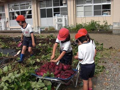 芋の収穫02 芋の収穫02