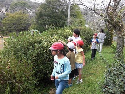 むかご採り むかご採り
