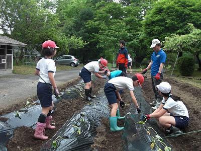 芋の苗植え01 芋の苗植え01
