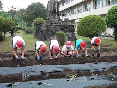 芋の苗植え02