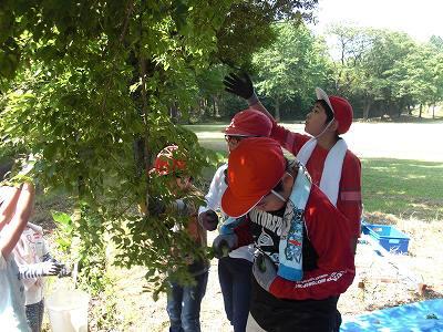 梅収穫02 梅収穫02