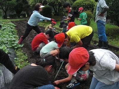 大豆植え-02 大豆植え-02