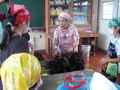 シソ漬け01 シソ漬け01