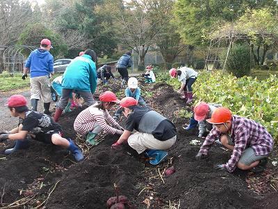 芋掘り01 芋掘り01