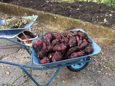 芋掘り02 芋掘り02