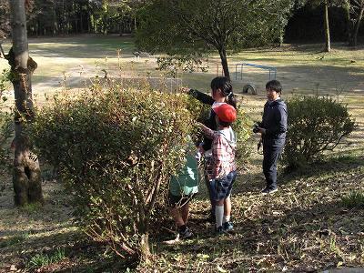 ムカゴ01 ムカゴ01