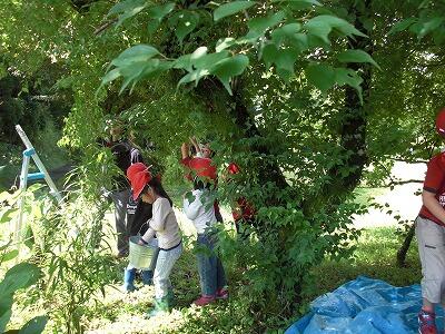 梅ちぎり01 梅ちぎり01