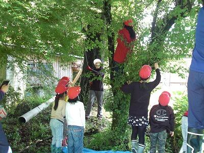 梅ちぎり02 梅ちぎり02