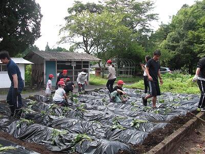 芋植え01 芋植え01