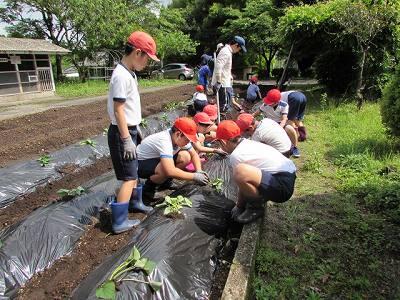 芋の苗植え