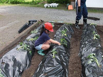 芋植え02 芋植え02