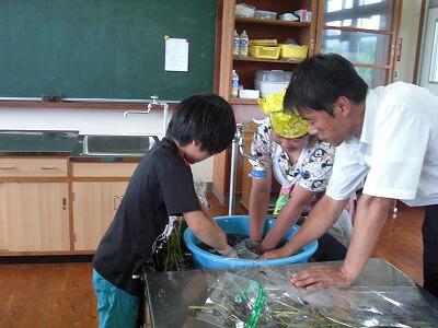 梅シソ03 梅シソ03