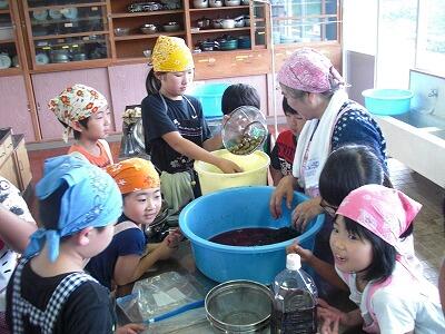 梅シソ05 梅シソ05