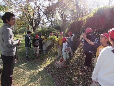 むかご01 むかご01