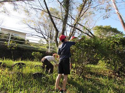 むかご02 むかご02