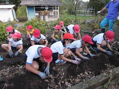 芋掘り01 芋掘り01