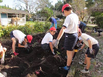 芋掘り02 芋掘り02