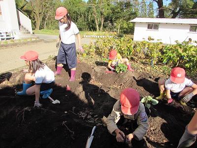 芋掘り03 芋掘り03