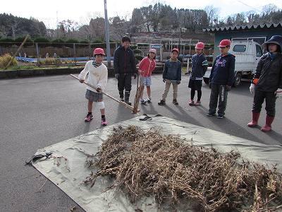 大豆収穫02 大豆収穫02