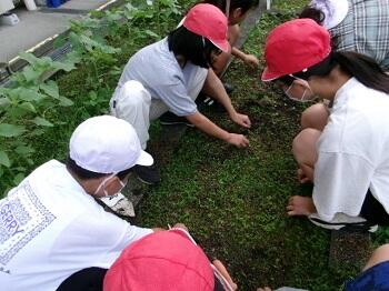 あいみょんさんのひまわり