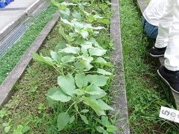 愛の花プロジェクト
