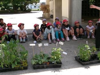 トマトなすスイカししとうetc..