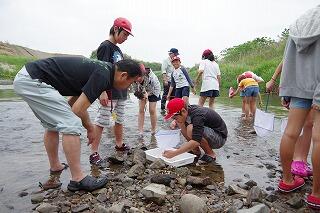 水辺の生物調査の様子