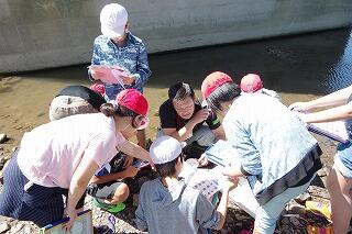 水生生物調べ