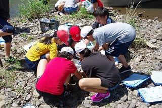 水生生物調べ