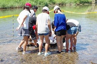 水生生物さがし