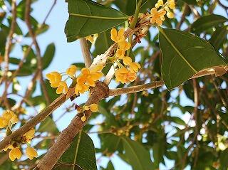 キンモクセイの花