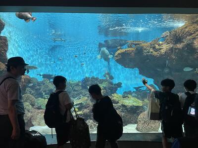 一緒に泳ぎたい