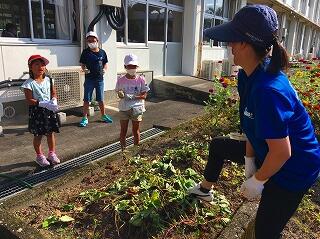 先生、おイモ踏まないでくださいね。