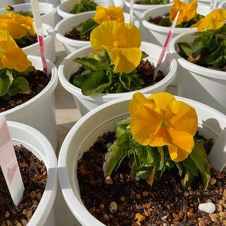 ６年生のパンジーです