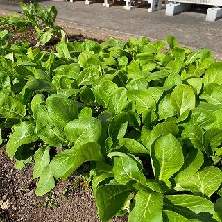 どうやって食べるのがおいしいかな？