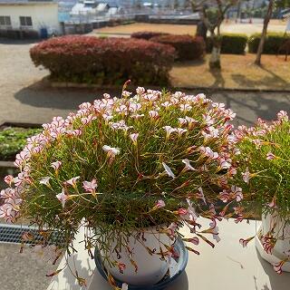 太陽に向かって咲いてます！